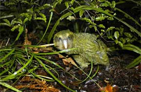 kakapo at night